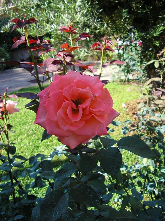 Al Vecchio Olivo Bed & Breakfast Frascati Dış mekan fotoğraf