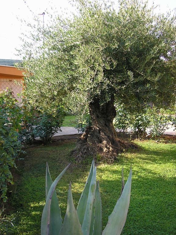 Al Vecchio Olivo Bed & Breakfast Frascati Dış mekan fotoğraf