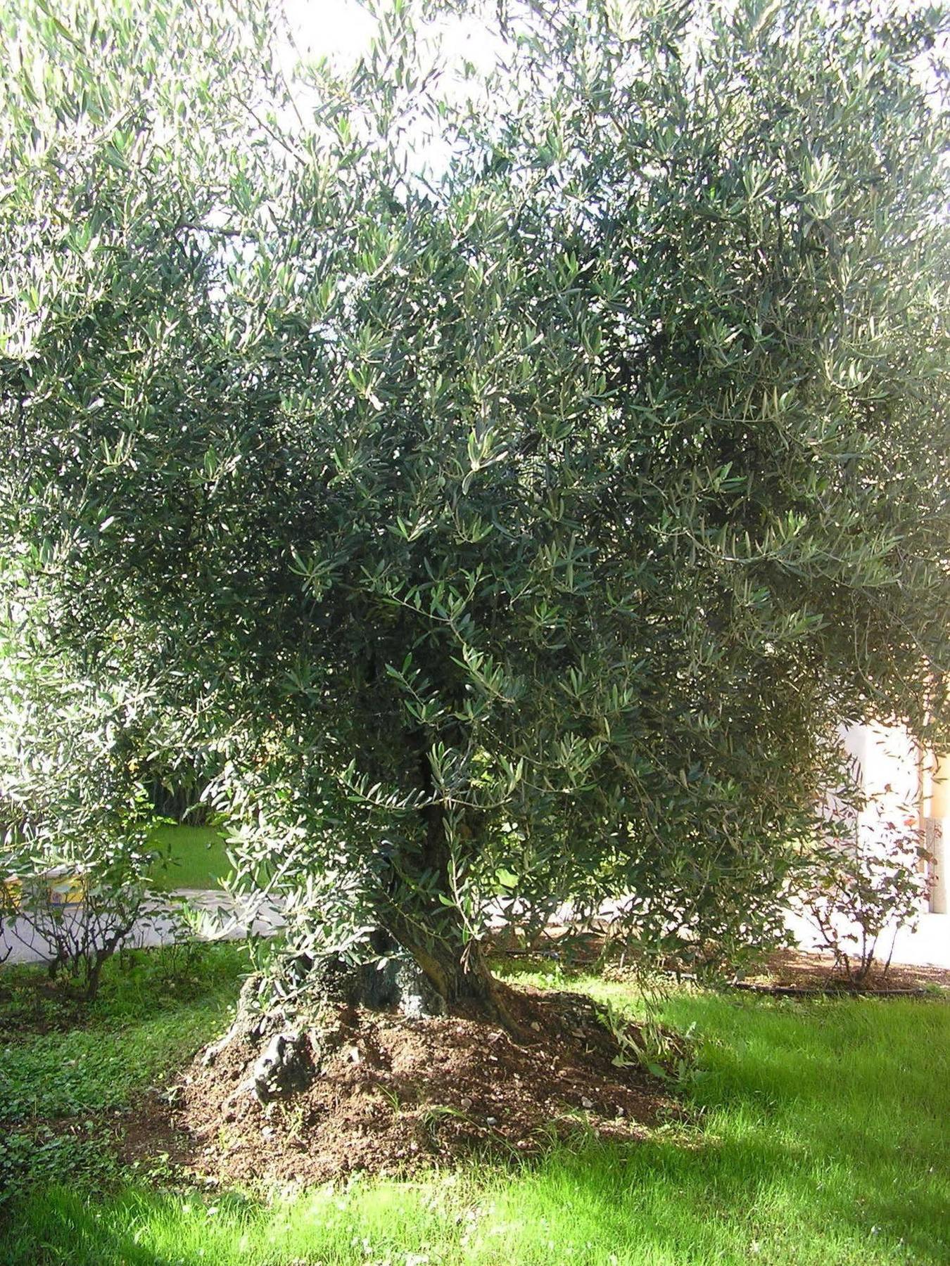 Al Vecchio Olivo Bed & Breakfast Frascati Dış mekan fotoğraf